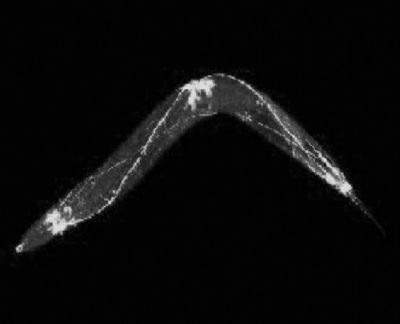 科学级黑白CMOS显微镜相机