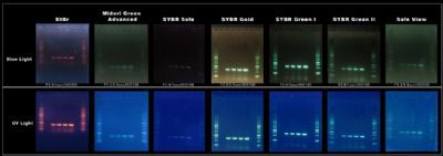 Major Science（MS）蓝光电泳系统/水平电泳系统/电泳仪广西德尔菲仪器设备有限公司/德菲科学仪器有限公司