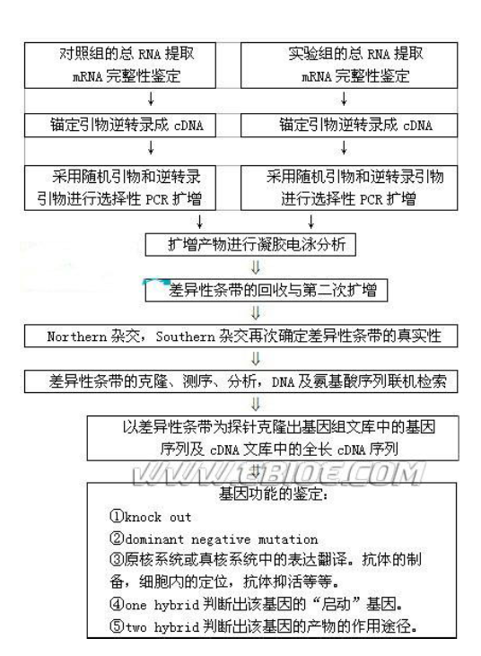 總rna的提取(見northern