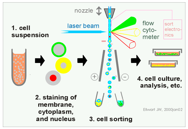 超全!流式細胞術原理與應用詳解(含視頻)