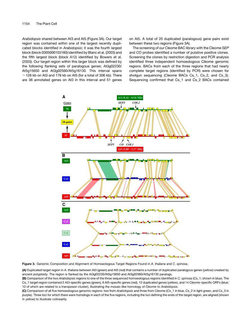 Independent Ancient Polyploidy Events in the Sister Families Brassicaceae and Cleomaceae3ҳ