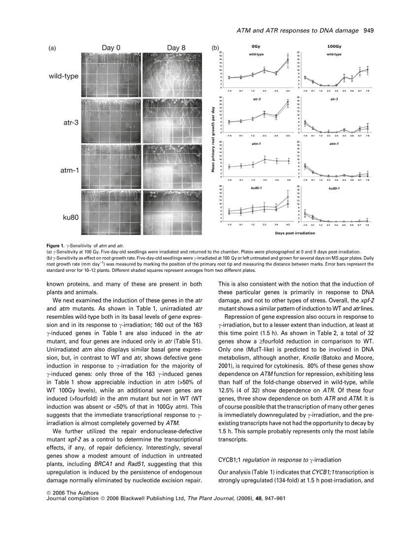 ATR and ATM play both distinct and additive roles in response to ionizing radiation3ҳ