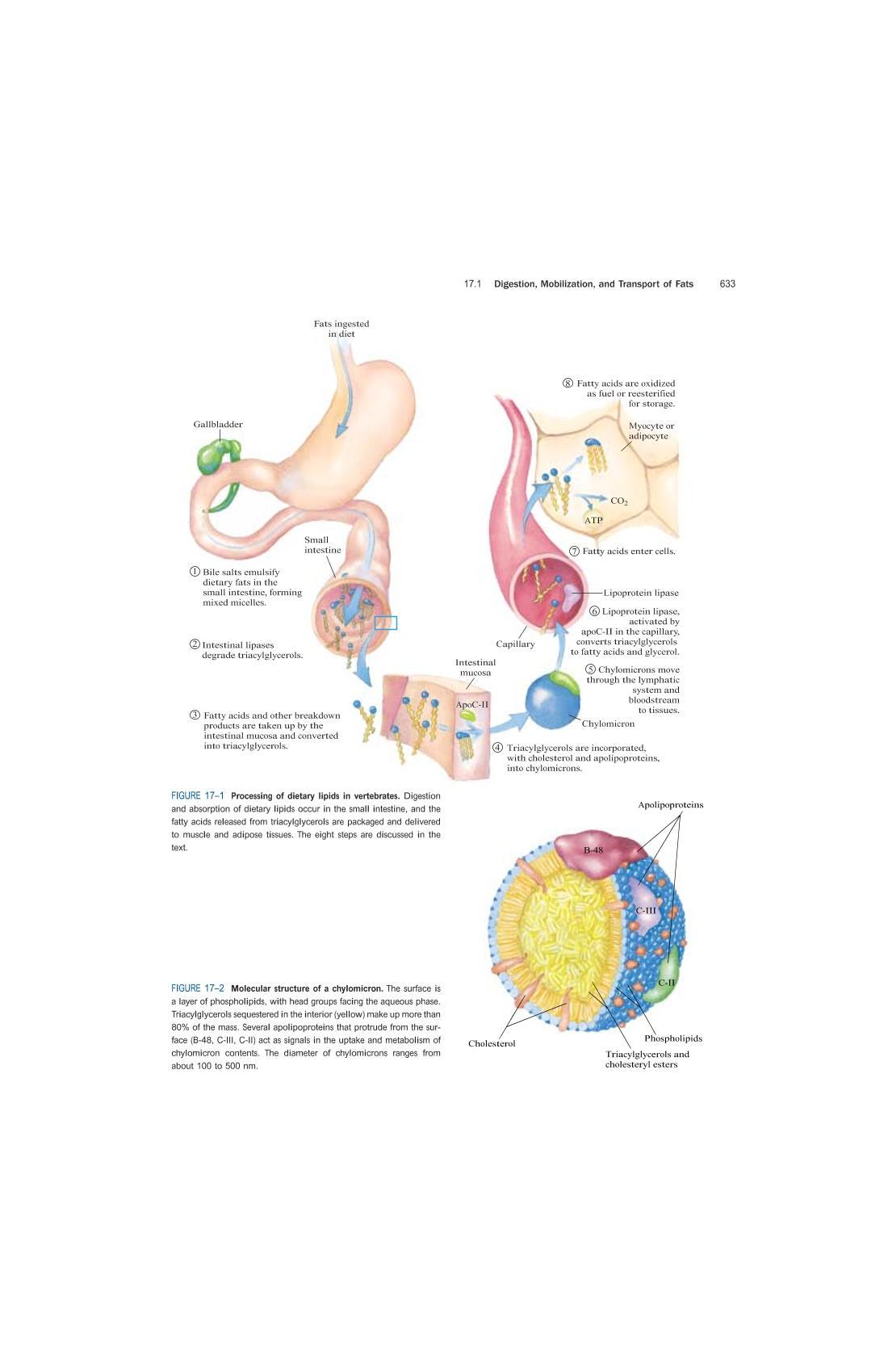 ̳Lehninger Principles of Biochemi173ҳ