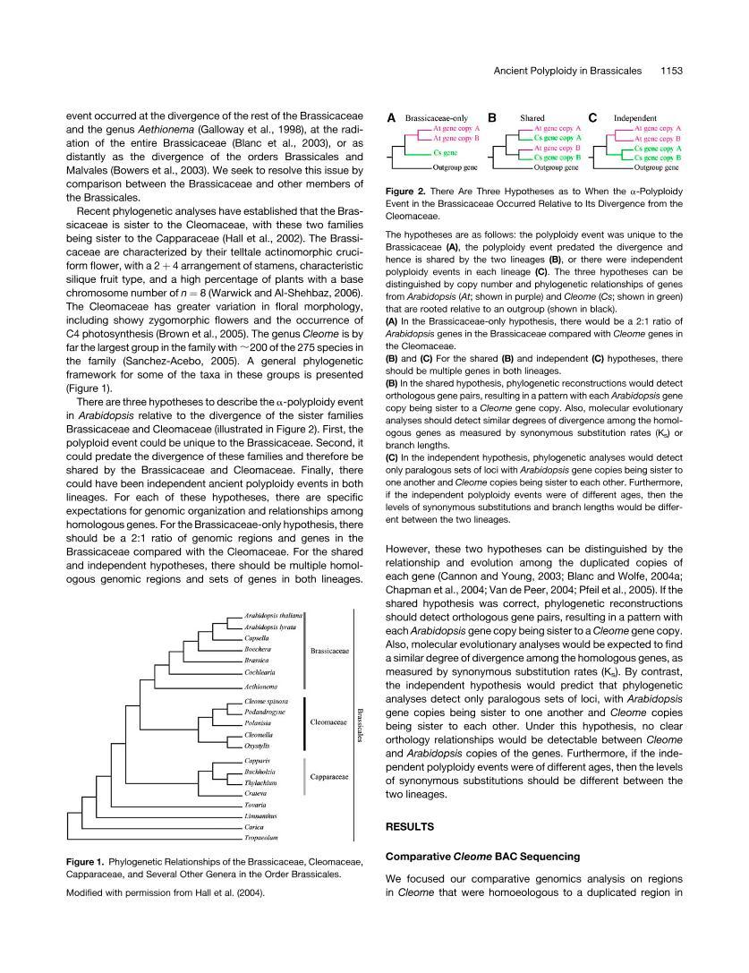 Independent Ancient Polyploidy Events in the Sister Families Brassicaceae and Cleomaceae2ҳ