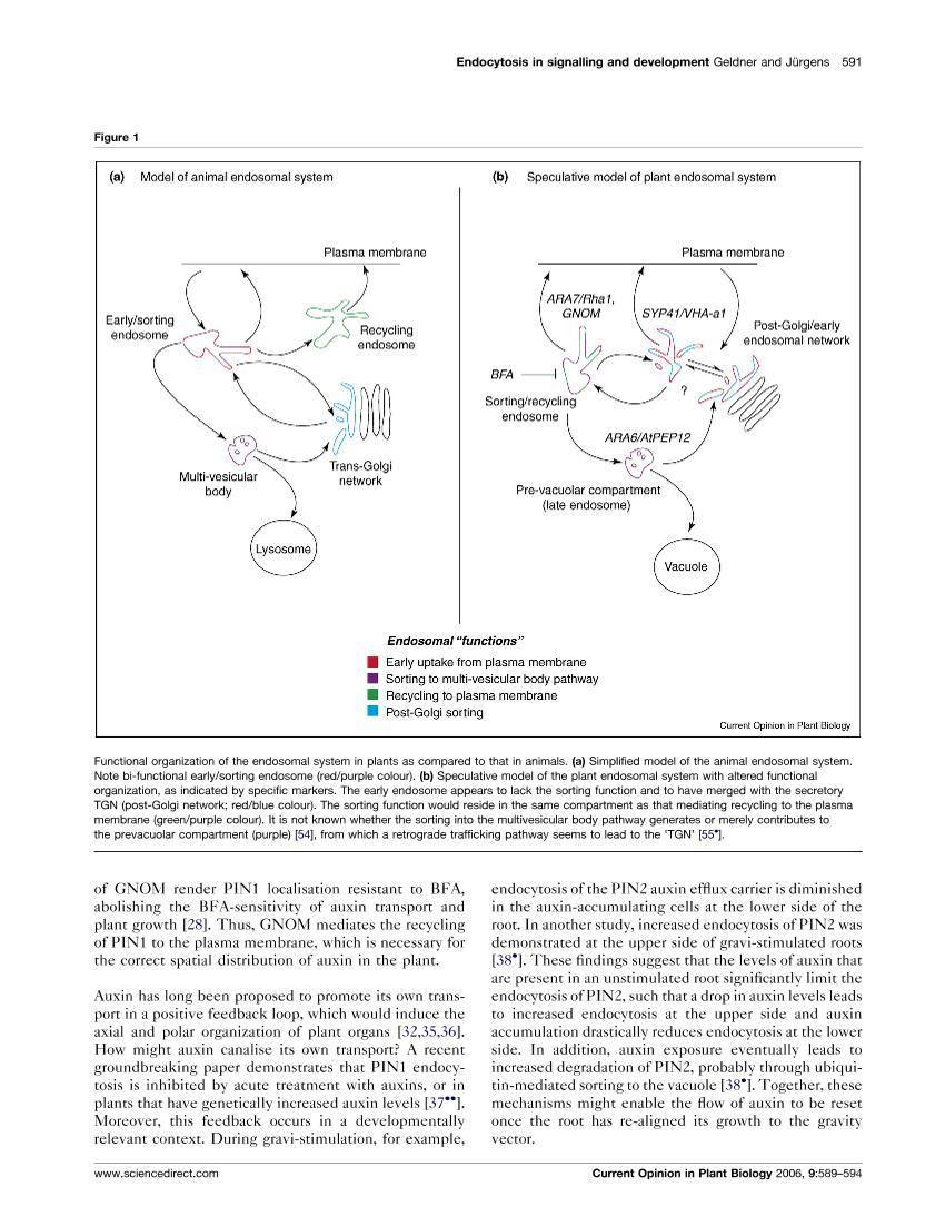 Endocytosis in signalling and development3ҳ