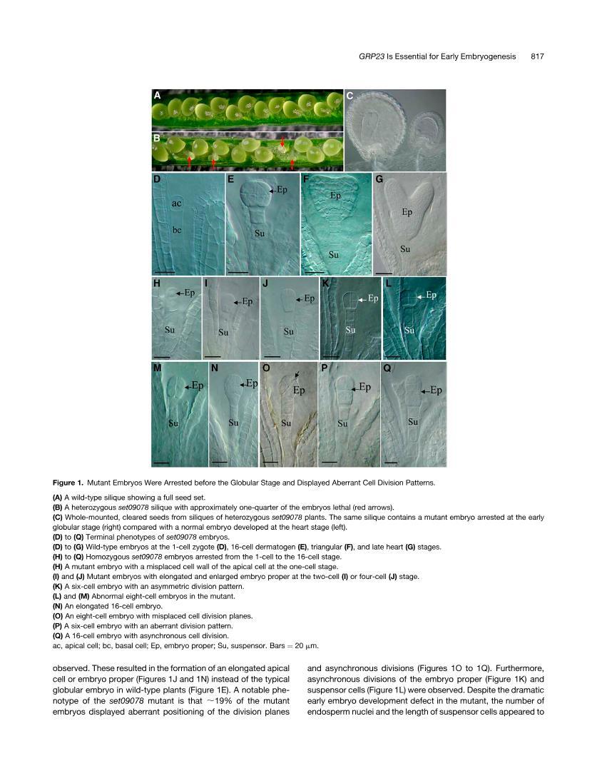 Arabidopsis GLUTAMINE-RICH PROTEIN23 Is Essential for Early Embryogenesis and Encodes a Novel Nuclea3ҳ