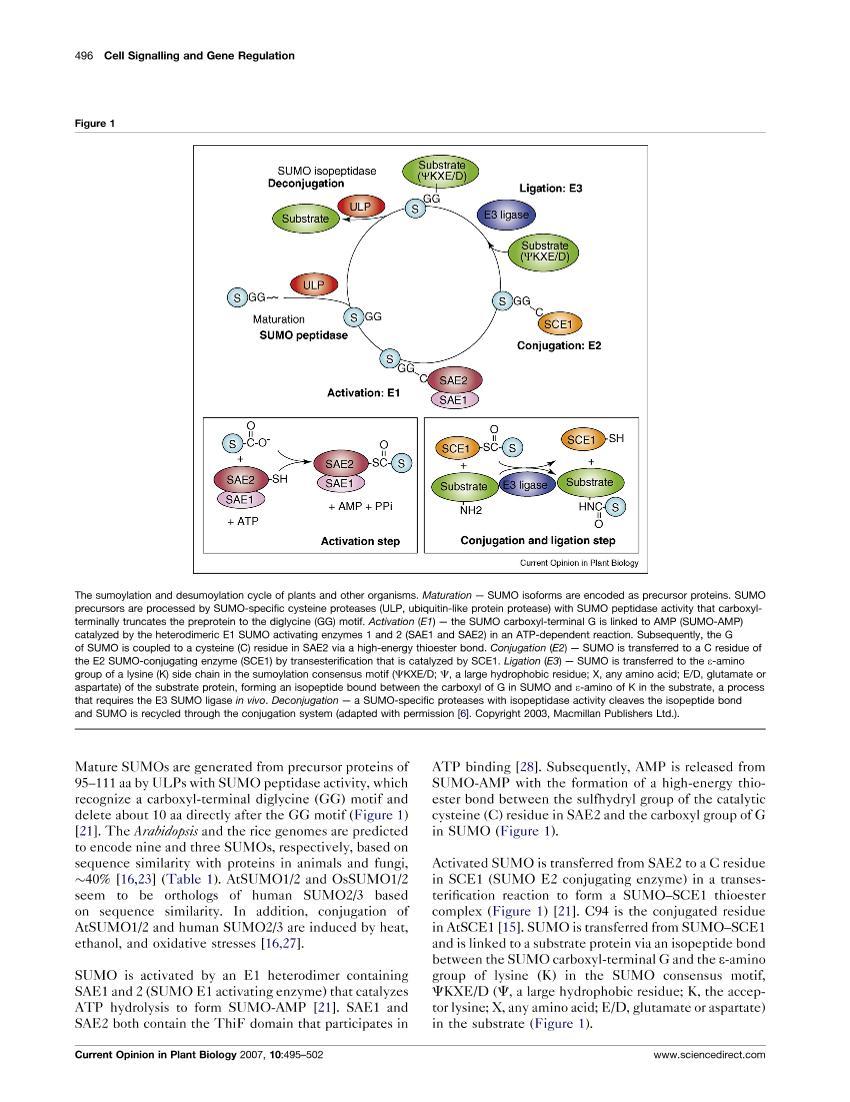 Sumoylation, a post-translational regulatory process in plants2ҳ